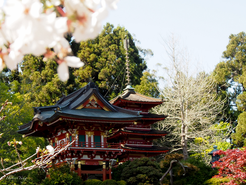 Cherry Blossom at Japanese Tea Garden